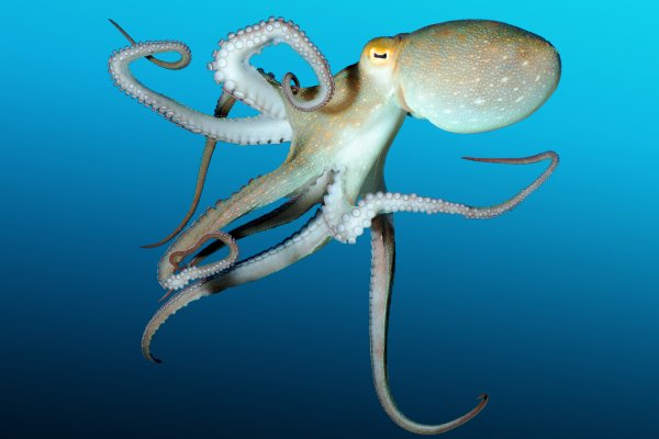 Kraken url